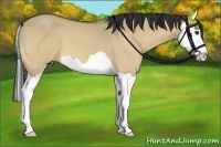 Horse Color:Buckskin Dun Splash 