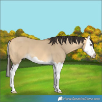 Horse Color:Buckskin Dun Splash 