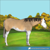 Horse Color:Buckskin Dun Splash 