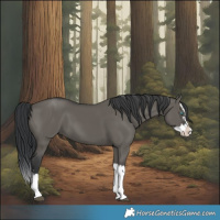Horse Color:Grullo Splash
