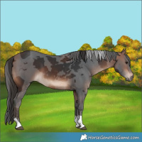 Horse Color:Bay Merle Tobiano 