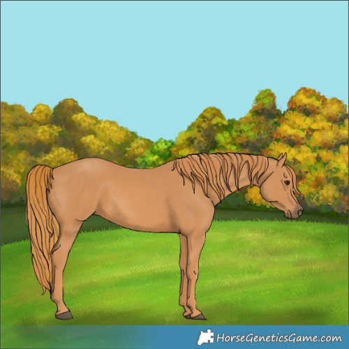 Horse Color:Chestnut 