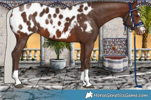 Horse Color:Silver Bay Appaloosa 