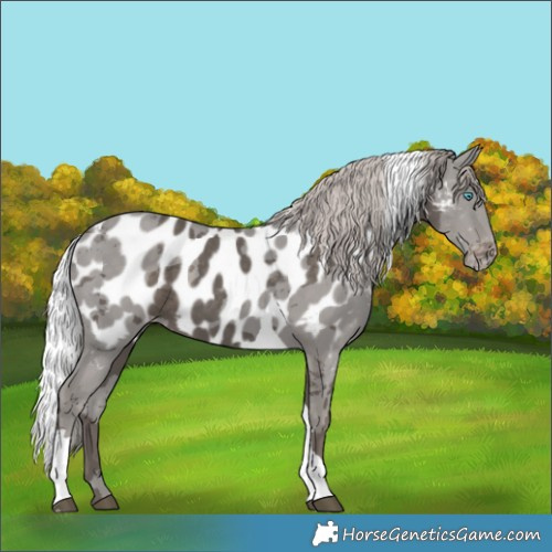Horse Color:Silver Black Merle Tobiano Appaloosa 