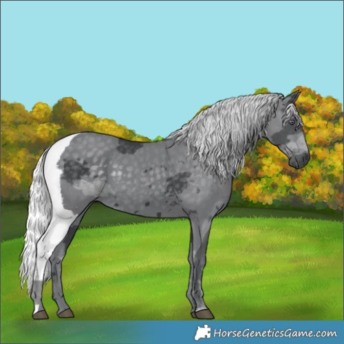 Horse Color:Silver Black Chinchilla Merle 