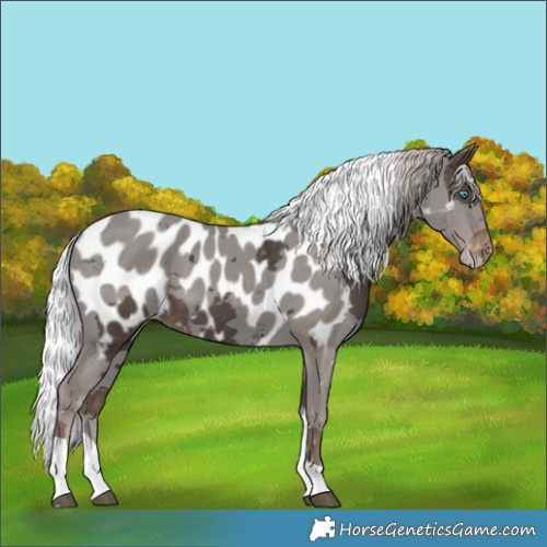 Horse Color:Silver Black Merle Tobiano Appaloosa 