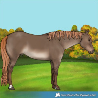 Horse Color:Liver Red Dun