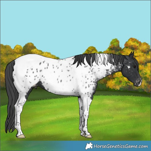 Horse Color:Black Tobiano Near Leopard 