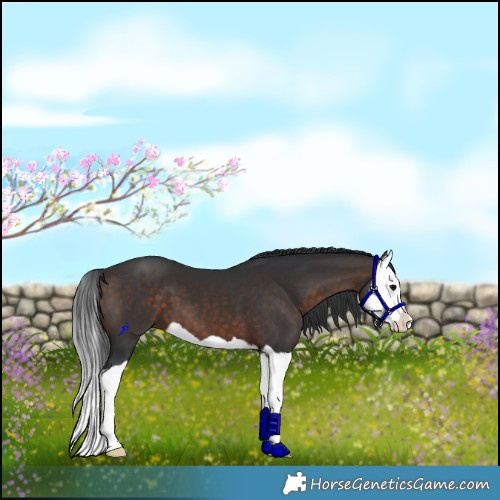 Horse Color:Brown Splash 