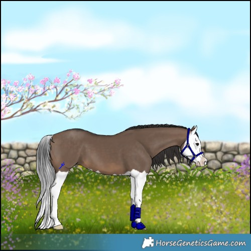 Horse Color:Brown Dun Splash 