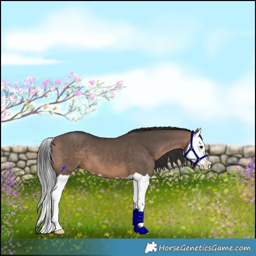 Horse Color:Brown Dun Splash 