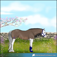 Horse Color:Brown Dun Splash 