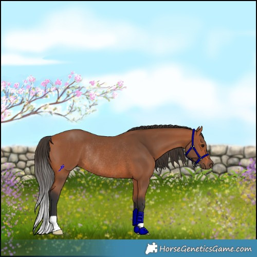 Horse Color:Bay Rabicano 