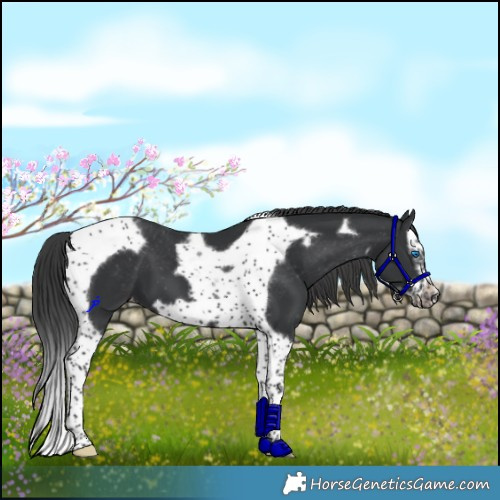 Horse Color:Black Splash Tobiano Frame Appaloosa 