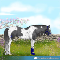 Horse Color:Black Splash Tobiano Frame Appaloosa 