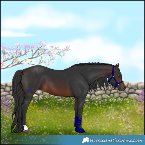 Horse Color:Brown 