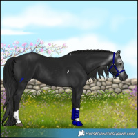 Horse Color:Gray Black Tobiano 