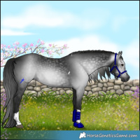 Horse Color:Gray Black Tobiano 