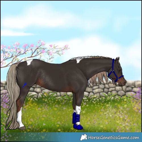 Horse Color:Liver Chestnut Tobiano Rabicano 