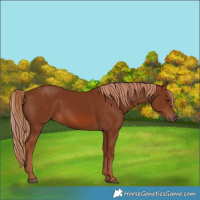 Horse Color:Chestnut 