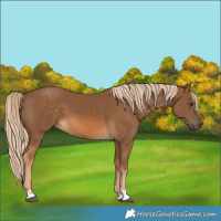 Horse Color:Chocolate Palomino