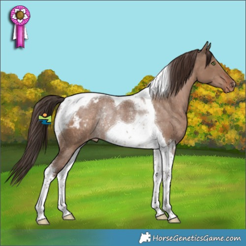 Horse Color:Liver Red Dun Tobiano Appaloosa Rabicano