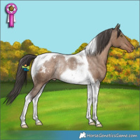 Horse Color:Liver Red Dun Tobiano Varnish Rabicano