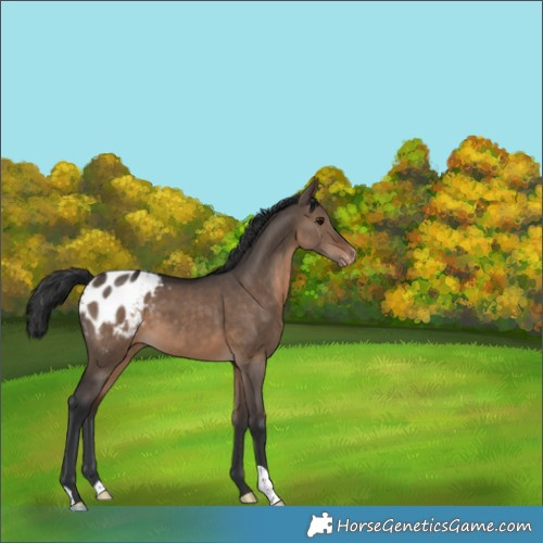 Horse Color:Brown Dun Appaloosa 