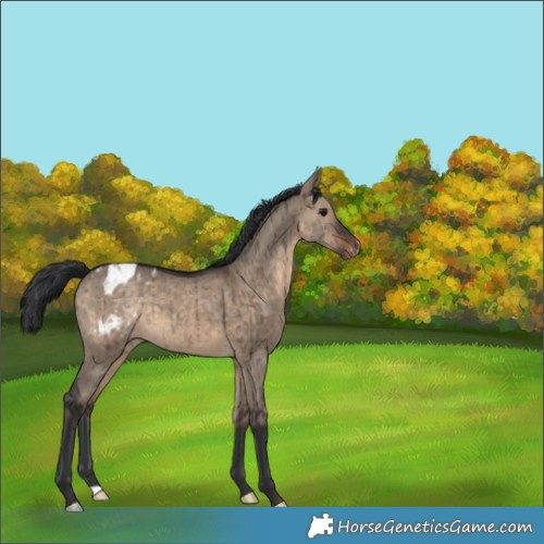 Horse Color:Brown Dun Varnish Brindle 