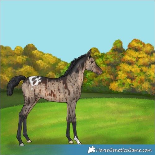 Horse Color:Brown Dun Varnish Brindle 