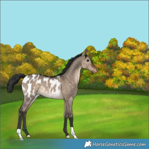 Horse Color:Brown Dun Appaloosa 