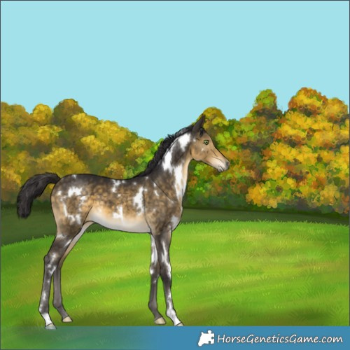 Horse Color:White Spotted Buckskin 