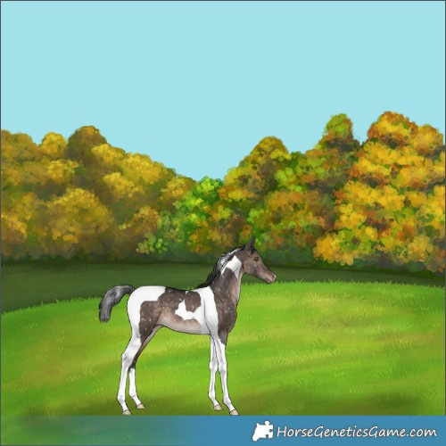 Horse Color:Brown Dun Tobiano Appaloosa 