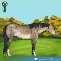 Horse Color:Buckskin Dun