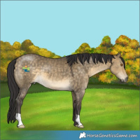 Horse Color:Buckskin Dun