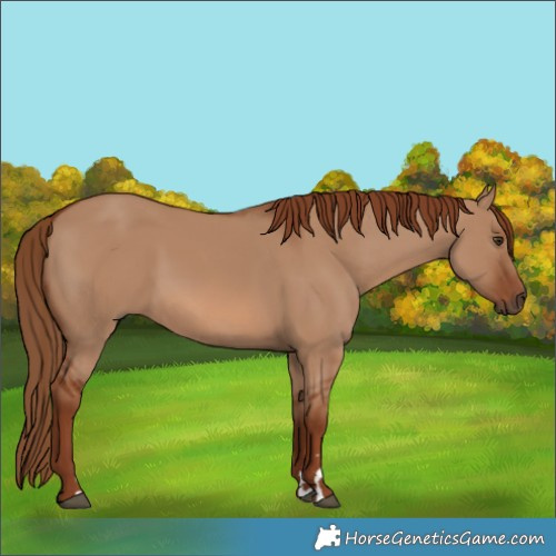 Horse Color:Red Dun Rabicano 