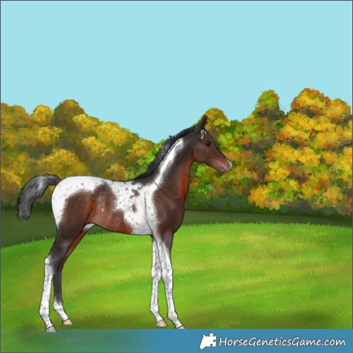 Horse Color:Brown Tobiano Rabicano 