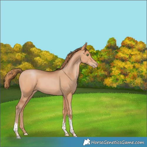 Horse Color:Bay Pearl Tobiano Rabicano 