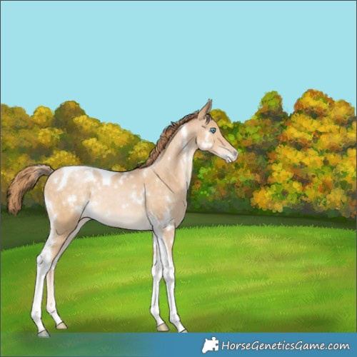 Horse Color:White Spotted Buckskin Pearl Tobiano Rabicano 