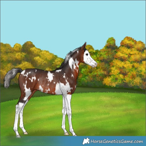 Horse Color:White Spotted Bay Splash Rabicano 