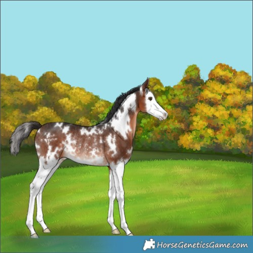 Horse Color:White Spotted Bay Splash Rabicano 
