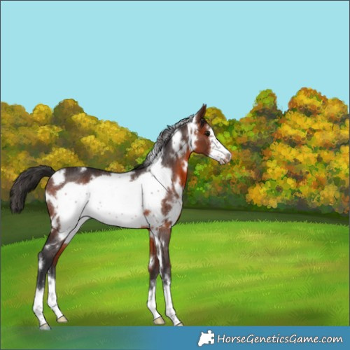 Horse Color:White Spotted Bay Frame Rabicano 
