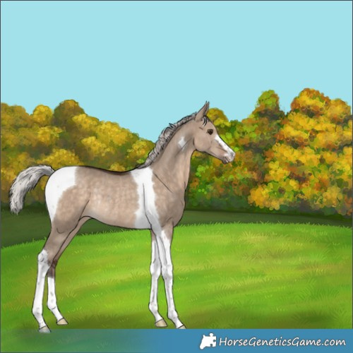 Horse Color:Silver Brown Dun Tobiano Rabicano 