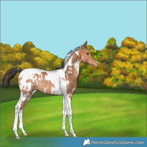 Horse Color:White Spotted Bay Tobiano Appaloosa Rabicano 