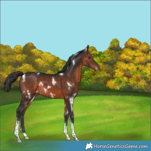 Horse Color:White Spotted Brown Tobiano Rabicano 