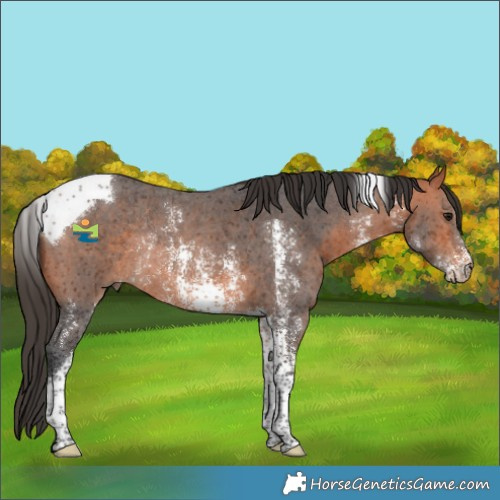 Horse Color:Bay Sabino Tobiano Rabicano