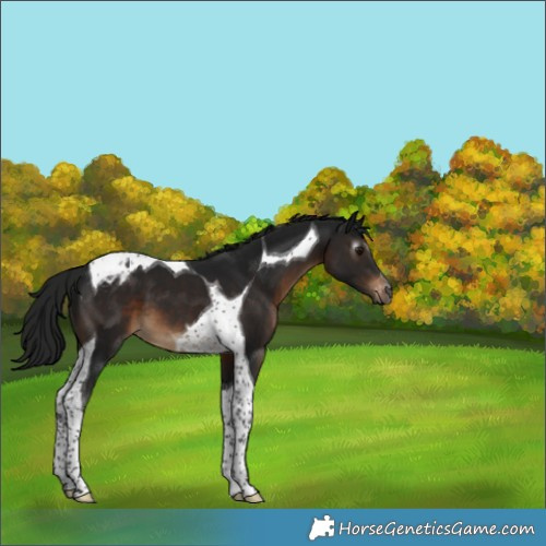 Horse Color:Gray Brown Tobiano Appaloosa 