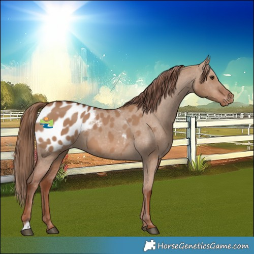 Horse Color:Red Dun Blanket 