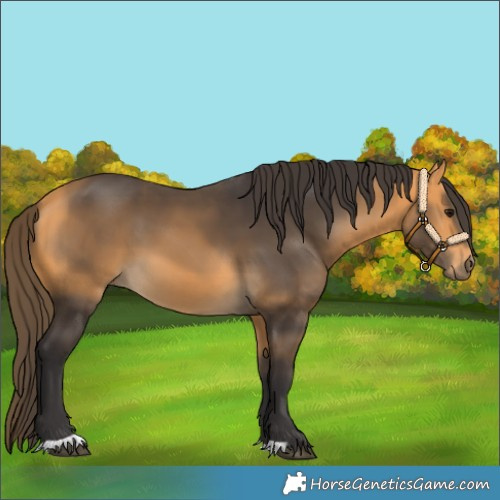 Horse Color:Buckskin 