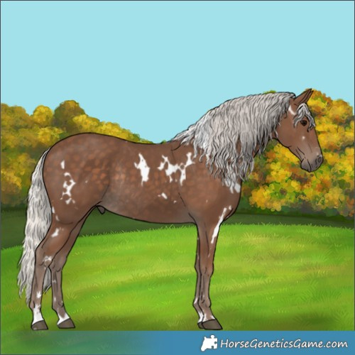 Horse Color:White Spotted Silver Black Rabicano 